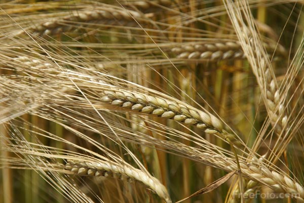 08-Barley.jpg