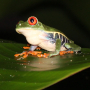 Costa Rica - Red-eyed Tree Frog