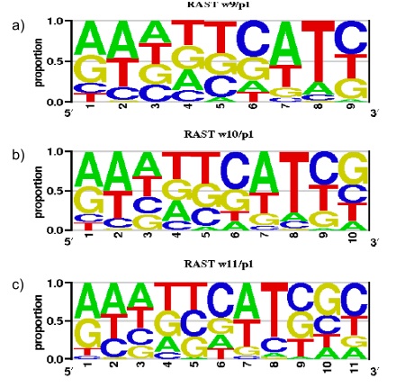 predicted motifs